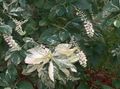   ホワイト 庭の花 甘いピーマンブッシュ、夏 / Clethra フォト