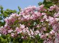   ružová Záhradné kvety Krása Bush / Kolkwitzia fotografie