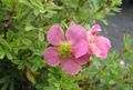   roz Gradina Flori Cinquefoil, Cinquefoil Shrubby / Pentaphylloides, Potentilla fruticosa fotografie