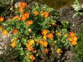   oranssi Puutarhakukat Hanhikki, Shrubby Kurjenjalka / Pentaphylloides, Potentilla fruticosa kuva