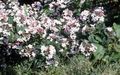  λευκό Λουλούδια κήπου Λευκό Forsythia, Κορεάτικα Αμπέλια / Abelia coreana φωτογραφία