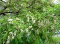   biely Záhradné kvety False Acaciaia / Robinia-pseudoacacia fotografie