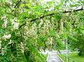   weiß Gartenblumen Falsche Acaciaia / Robinia-pseudoacacia Foto