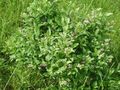   бял Градински цветове Maleberry / Lyonia снимка