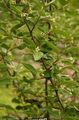Foto Oleaster, Kirsebær Silverberry, Goumi, Sølv Buffaloberry beskrivelse