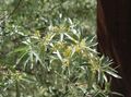   żółty Ogrodowe Kwiaty Oleaster, Wiśnia Silverberry, Goumi, Srebro Buffaloberry / Elaeagnus zdjęcie