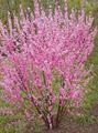   rosa Doppio Fiore Di Ciliegio, Mandorlo In Fiore / Louiseania, Prunus triloba foto
