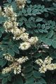   weiß Gartenblumen Asiatic Gelb, Amur Maackia Foto