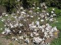   balts Dārza Ziedi Magnolija / Magnolia Foto