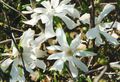   branco Flores do Jardim Magnólia / Magnolia foto