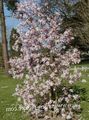   розов Градински цветове Магнолия / Magnolia снимка