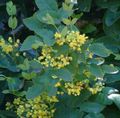   ყვითელი ბაღის ყვავილები Oregon ყურძნის, Oregon ყურძნის სიწმინდე, სიწმინდე ფართოფოთლოვანი კოწახური / Mahonia სურათი