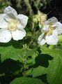   λευκό Λουλούδια κήπου Μωβ-Ανθοφορία Βατόμουρο, Thimbleberry / Rubus φωτογραφία