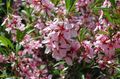   rosa Hage blomster Mandel / Amygdalus Bilde