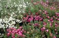   baltas Sodo Gėlės Čilės Wintergreen / Pernettya, Gaultheria mucronata Nuotrauka