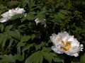   balts Dārza Ziedi Koku Peonija / Paeonia-suffruticosa Foto