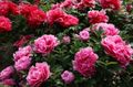   rosa Gartenblumen Baumpfingstrose / Paeonia-suffruticosa Foto