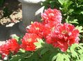   červená Zahradní květiny Strom Pivoňka / Paeonia-suffruticosa fotografie