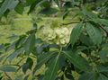   vert les fleurs du jardin Arbre Hop, Frêne Puant, Des Cendres De Plaquette / Ptelea trifoliata Photo
