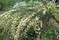   жълт Градински цветове Метла / Cytisus снимка