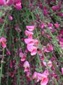   rosa Gartenblumen Besen / Cytisus Foto