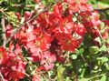   červená Záhradné kvety Dule / Chaenomeles-japonica fotografie