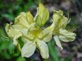   жоўты Садовыя Кветкі Рададэндран / Rhododendron фота