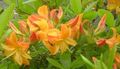   orange Hage blomster Asalea, Pinxterbloom / Rhododendron Bilde
