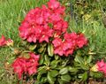   rojo Flores de jardín Azaleas, Pinxterbloom / Rhododendron Foto