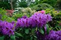   vijolična Vrtno Cvetje Azaleje, Pinxterbloom / Rhododendron fotografija