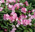   rožinis Sodo Gėlės Azalijos, Pinxterbloom / Rhododendron Nuotrauka