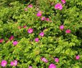   ピンク 庭の花 ビーチバラ / Rosa-rugosa フォト