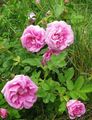   pink Garden Flowers Beach Rose / Rosa-rugosa Photo