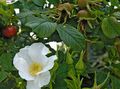   valkoinen Puutarhakukat Beach Ruusu / Rosa-rugosa kuva
