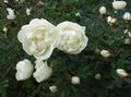   hvit Hage blomster Rose Bilde