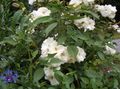   branco Flores do Jardim Polyantha Rosa / Rosa polyantha foto