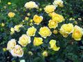   žuta Vrtne Cvjetovi Polyantha Ruža / Rosa polyantha Foto
