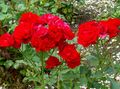   red Garden Flowers Polyantha rose / Rosa polyantha Photo