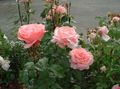   rosa Grandiflora Aumentou / Rose grandiflora foto