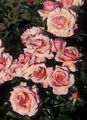   pink Have Blomster Grandiflora Steg / Rose grandiflora Foto