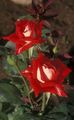   赤 庭の花 グランディフローラのバラ / Rose grandiflora フォト