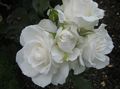   white Garden Flowers Grandiflora rose / Rose grandiflora Photo