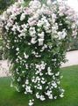   biely Záhradné kvety Ruže Tramp, Horolezectvo Ruže / Rose Rambler fotografie