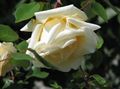   amarillo Flores de jardín Rambler Rose, Subiendo Rosa / Rose Rambler Foto