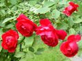   赤 庭の花 バラを登る、ランブラーローズ / Rose Rambler フォト