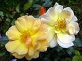   amarelo Flores do Jardim Cobertura Do Solo Rosa / Rose-Ground-Cover foto