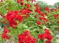   წითელი ბაღის ყვავილები ვარდების ადგილზე საფარი / Rose-Ground-Cover სურათი