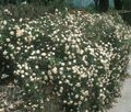   bijela Vrtne Cvjetovi Ruža Pokrovnost / Rose-Ground-Cover Foto