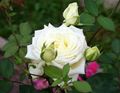   baltas Sodo Gėlės Hibridinių Arbatos Išaugo / Rosa Nuotrauka