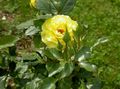   gul Trädgårdsblommor Hybrid Tea Steg / Rosa Fil